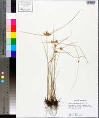 Cyperus aggregatus image