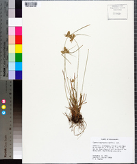 Cyperus aggregatus image