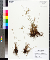 Cyperus aggregatus image