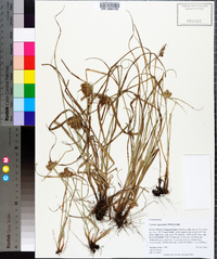 Cyperus aggregatus image