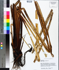 Cyperus alopecuroides image