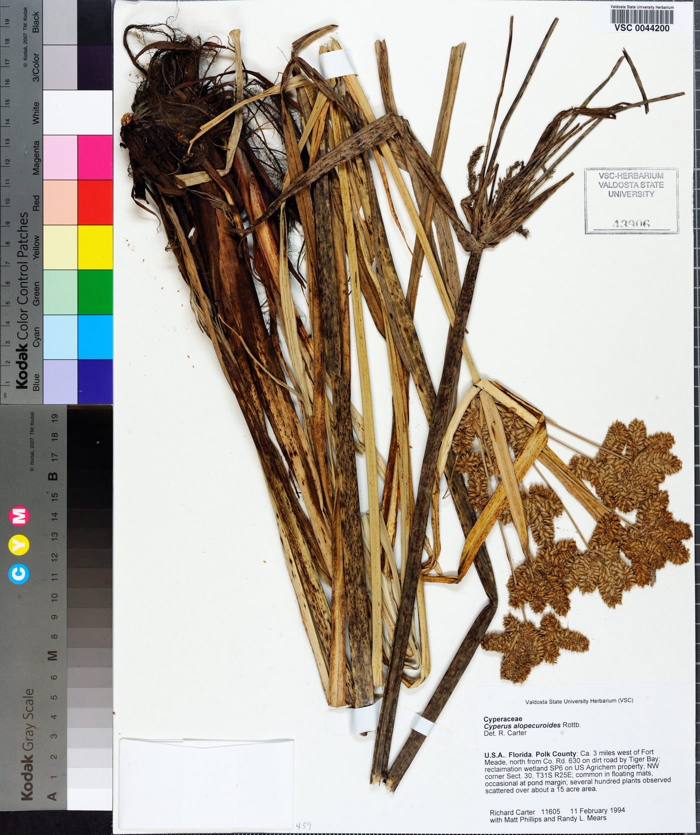 Cyperus alopecuroides image