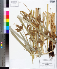 Cyperus alopecuroides image