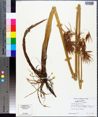 Cyperus articulatus image