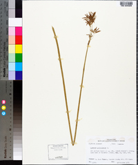 Cyperus articulatus image