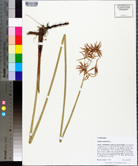 Cyperus articulatus image