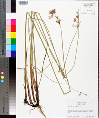 Cyperus articulatus image