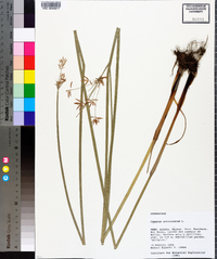 Cyperus articulatus image