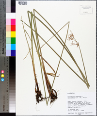 Cyperus articulatus image