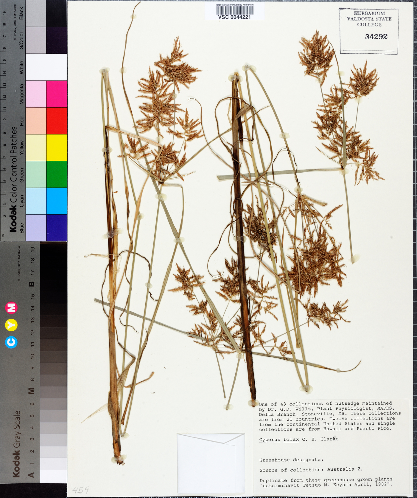 Cyperus bifax image