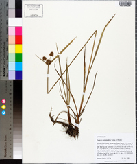 Cyperus cephalanthus image