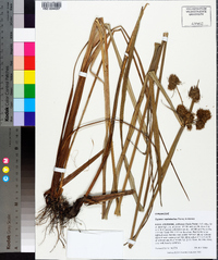 Cyperus cephalanthus image