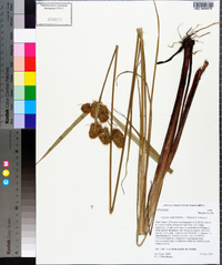 Cyperus cephalanthus image