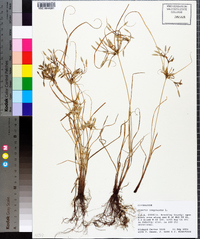 Cyperus compressus image