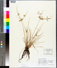 Cyperus compressus image