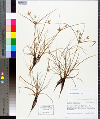 Cyperus compressus image