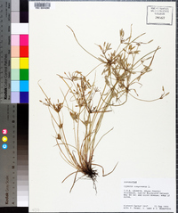 Cyperus compressus image