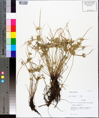 Cyperus compressus image