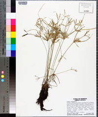 Cyperus compressus image