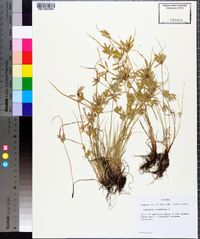 Cyperus compressus image