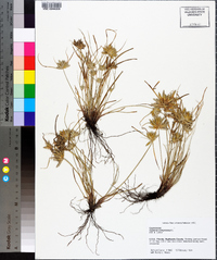 Cyperus compressus image