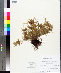 Cyperus compressus image