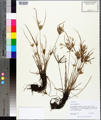 Cyperus compressus image