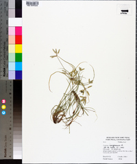 Cyperus compressus image