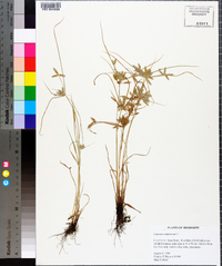 Cyperus compressus image