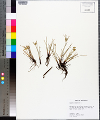 Cyperus compressus image