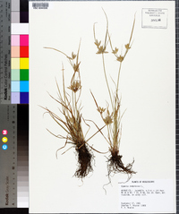 Cyperus compressus image