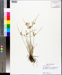 Cyperus compressus image