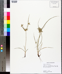 Cyperus compressus image