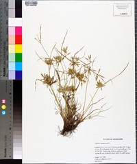 Cyperus compressus image