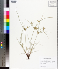 Cyperus compressus image