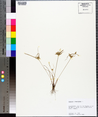 Cyperus compressus image