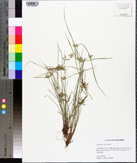 Cyperus compressus image