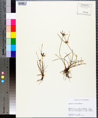 Cyperus compressus image