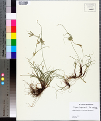 Cyperus compressus image