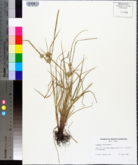 Cyperus compressus image