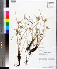 Cyperus compressus image