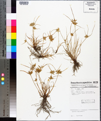 Cyperus compressus image