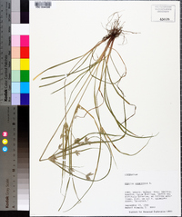 Cyperus compressus image