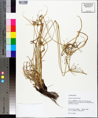 Cyperus croceus image