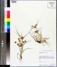 Cyperus croceus image