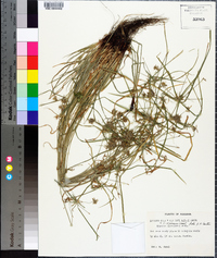 Cyperus croceus image