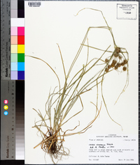 Cyperus croceus image