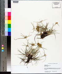 Cyperus croceus image