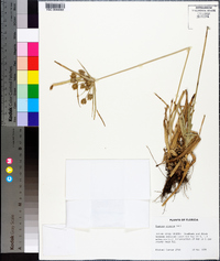 Cyperus croceus image