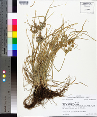 Cyperus croceus image